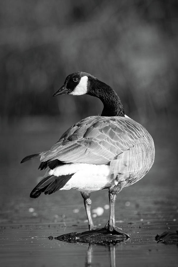 Canadian goose standing  Photograph by Mike Fusaro