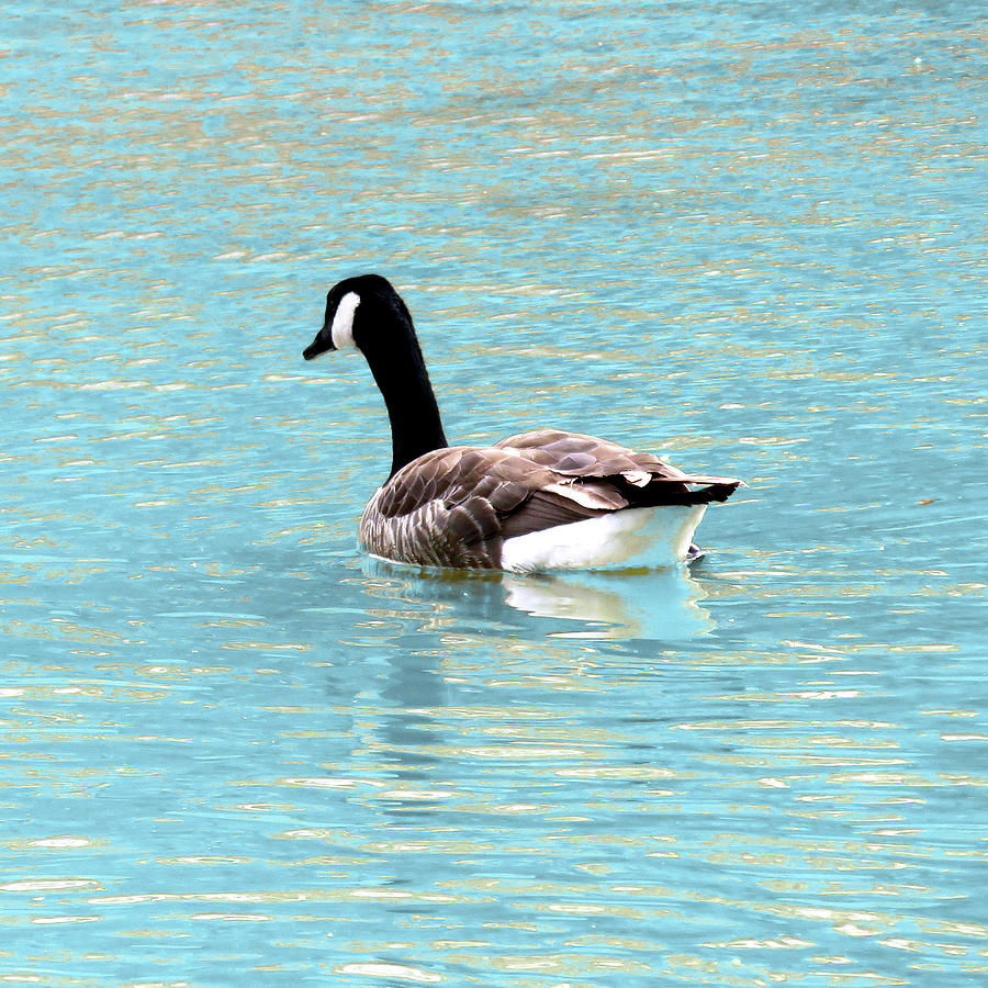 Canadian Goose Swimming Photograph by Only A Fine Day | Fine Art America