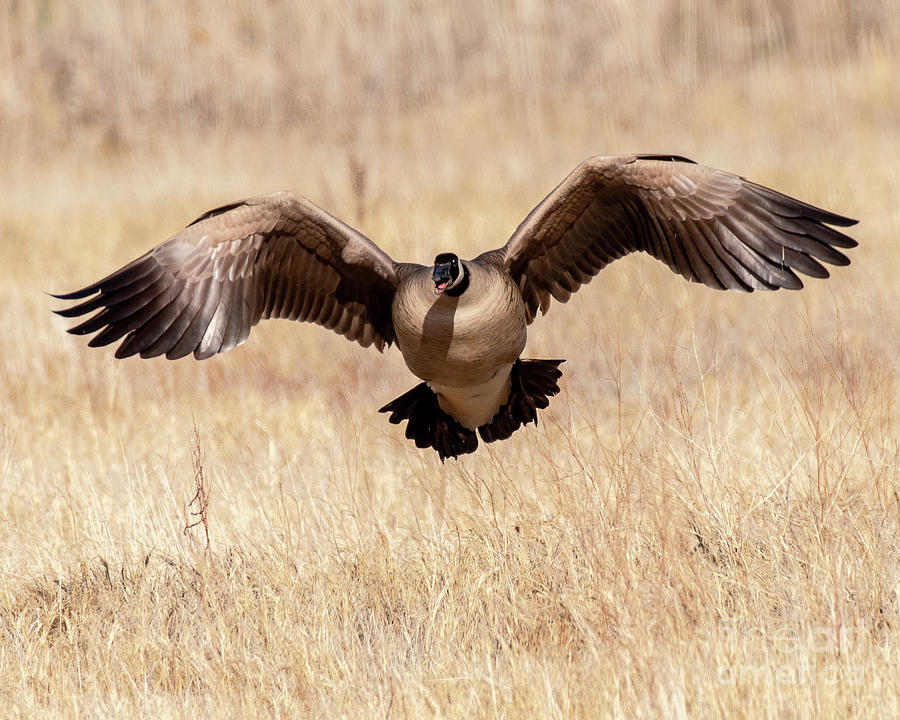 Canada Goose Taking Flight Photograph by Dennis Hammer