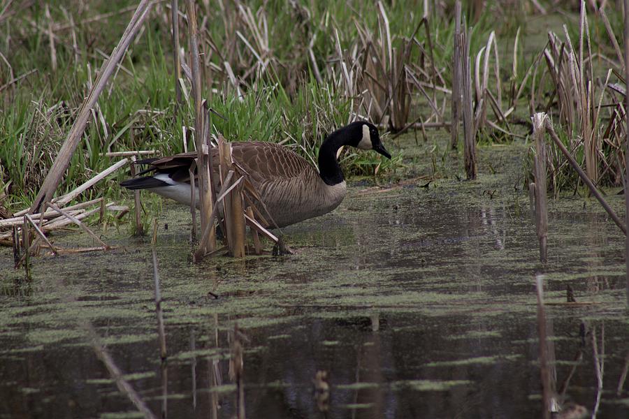 Canadian Goose Photograph by Yvonne M Smith
