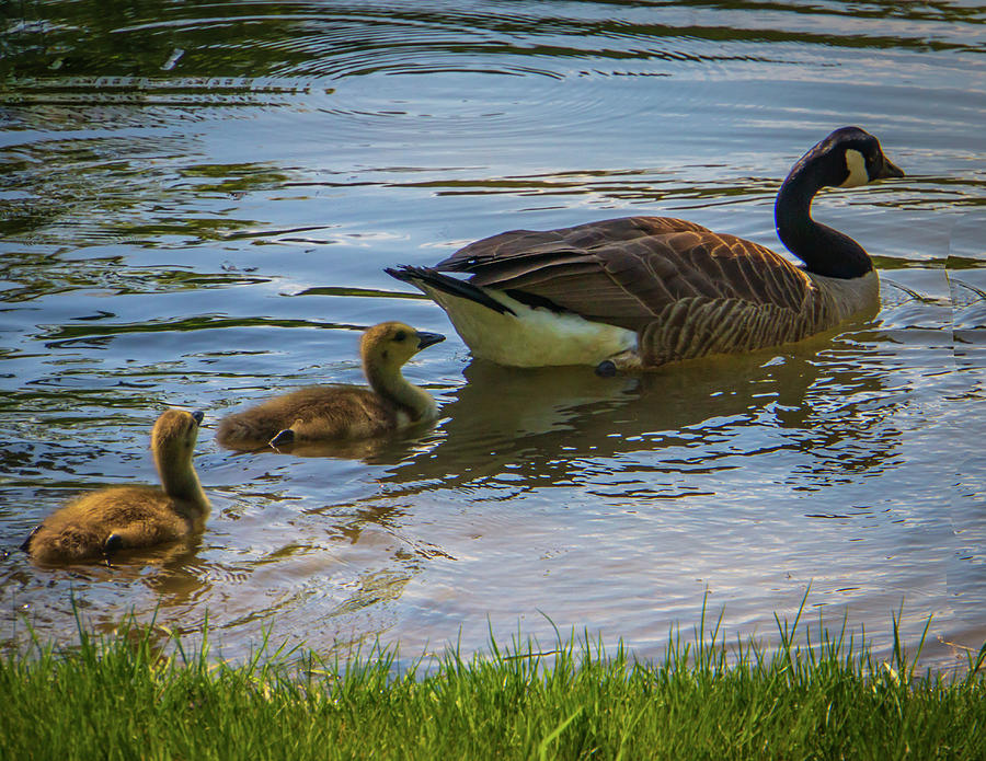 Canadian Goose with her baby goslings Photograph by Ann Moore