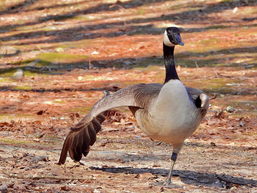 Goose Photograph - Canadian Goose with imaginary Friend by Paula Robinson