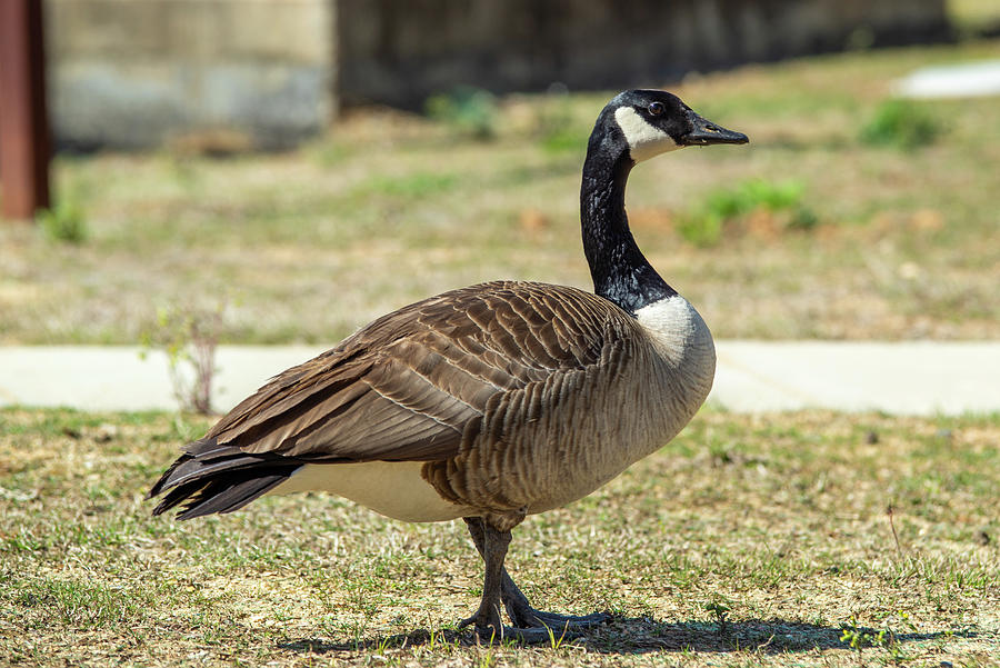 Canadian Gray Goose Grazing In The Wild Photograph by Alex Grichenko