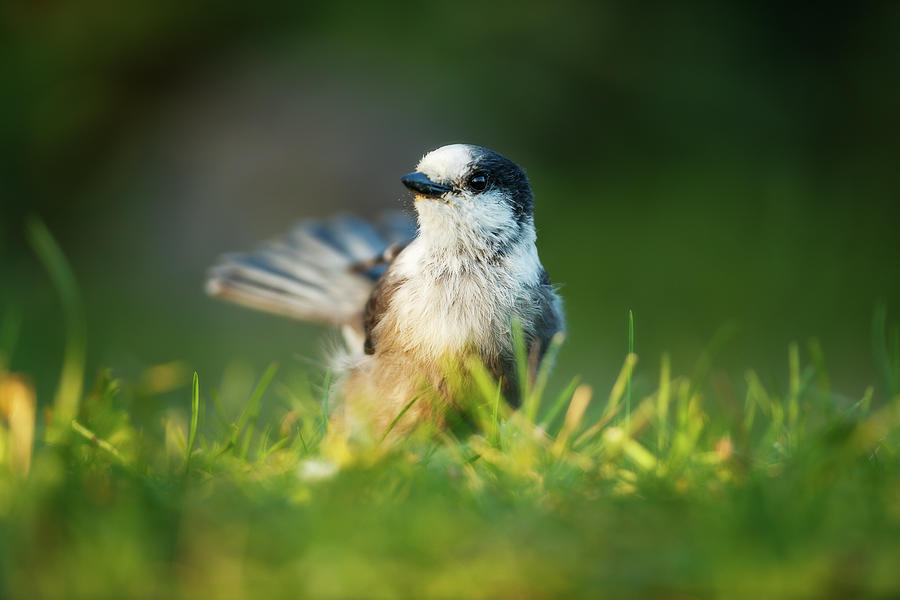 Canadian Jay in a grassy field at sunrise Photograph by Murray Rudd