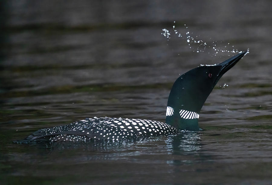 Canadian Loon 1 Photograph by Ron Long Ltd Photography