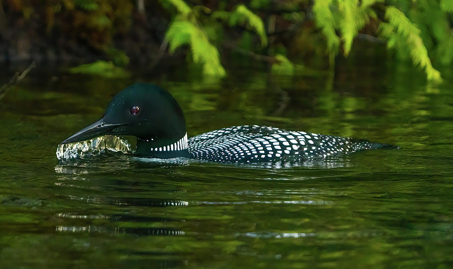 Canadian Loon 10 Photograph by Ron Long Ltd Photography