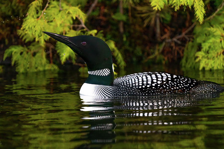 Canadian Loon 2 Photograph by Ron Long Ltd Photography