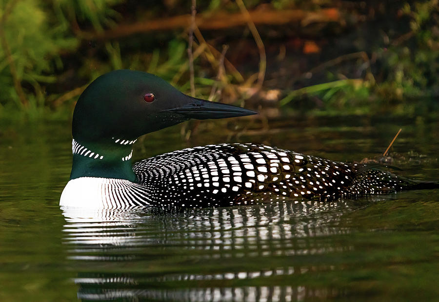 Canadian Loon 4 Photograph by Ron Long Ltd Photography