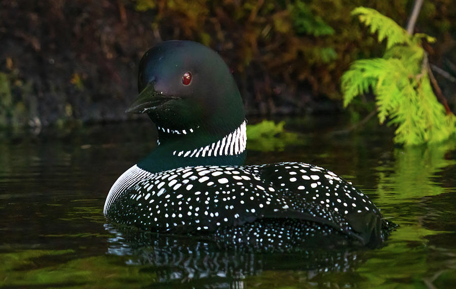 Canadian Loon 5 Photograph by Ron Long Ltd Photography