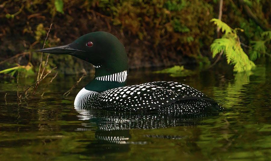 Canadian Loon 6 Photograph by Ron Long Ltd Photography