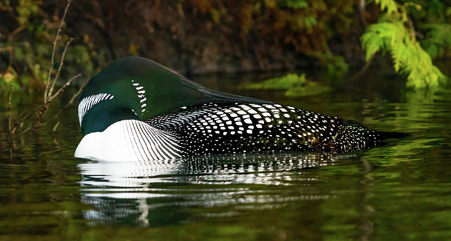 Canadian Loon 7 Photograph by Ron Long Ltd Photography