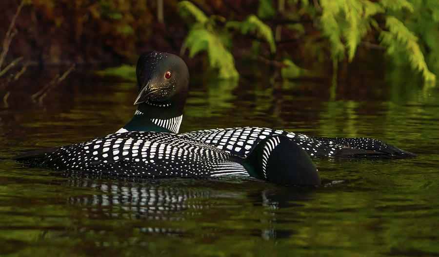 Canadian Loons 13 Photograph by Ron Long Ltd Photography