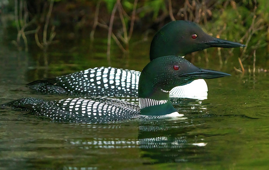 Canadian Loons 9 Photograph by Ron Long Ltd Photography