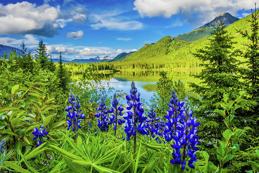 Canadian Lupine Photograph by Frosted Birch Photography