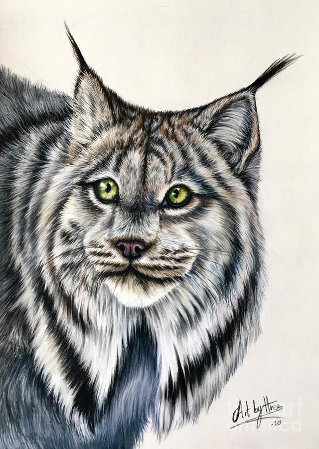 Colored Pencil Art & Collectibles Canadian Lynx Original Drawing