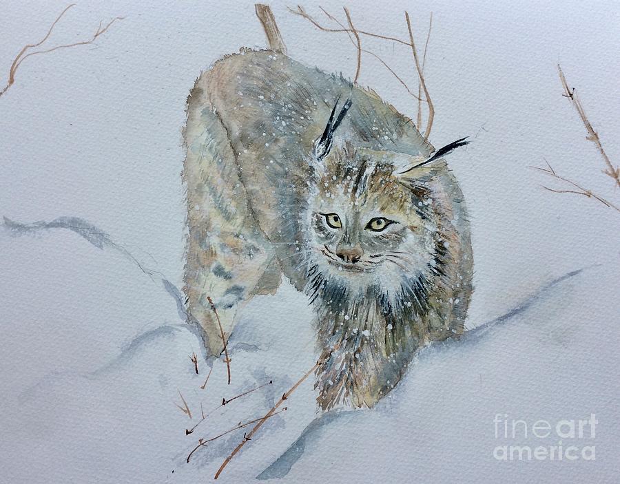 Canadian Lynx Painting by Maxie Absell