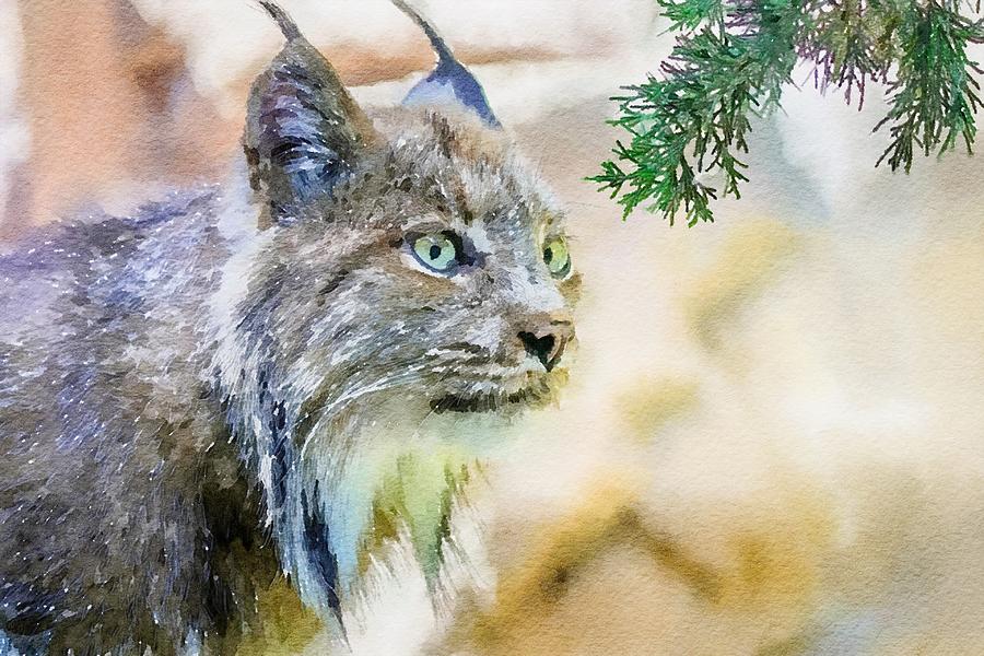 Canadian Lynx Watercolor Mixed Media by Susan Rydberg
