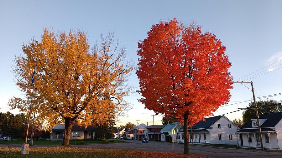 Canadian Maple Trees Photograph By Matthias Herzog Pixels   Canadian Maple Trees Matthias Herzog 