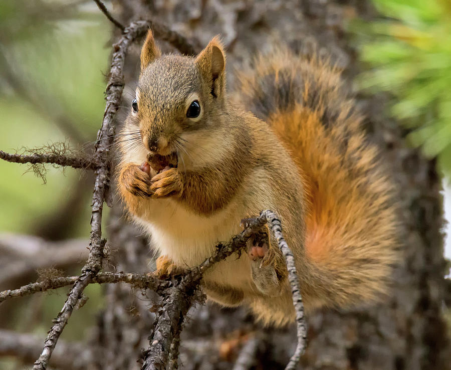 Canadian Red Squirrel Photograph by Robert Libby