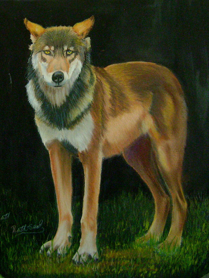 Animal Painting - Canadian Red Wolf by Ruth Seal