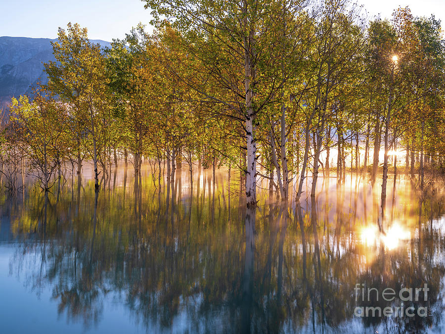 Tree Photograph - Canadian Rockies Flooded Aspens Sunrays by Mike Reid