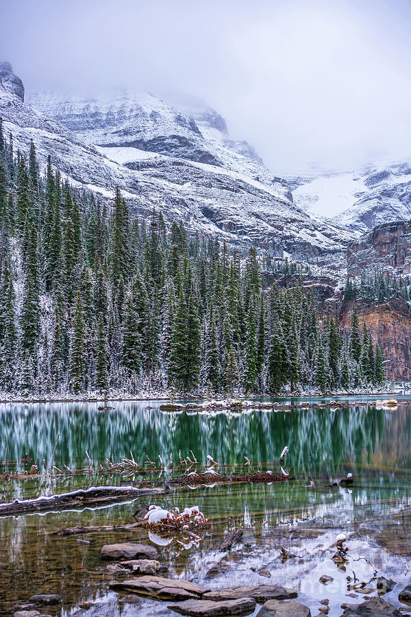 Canadian Rockies Lake OHara Snow Dusted Trees Photograph by Mike Reid