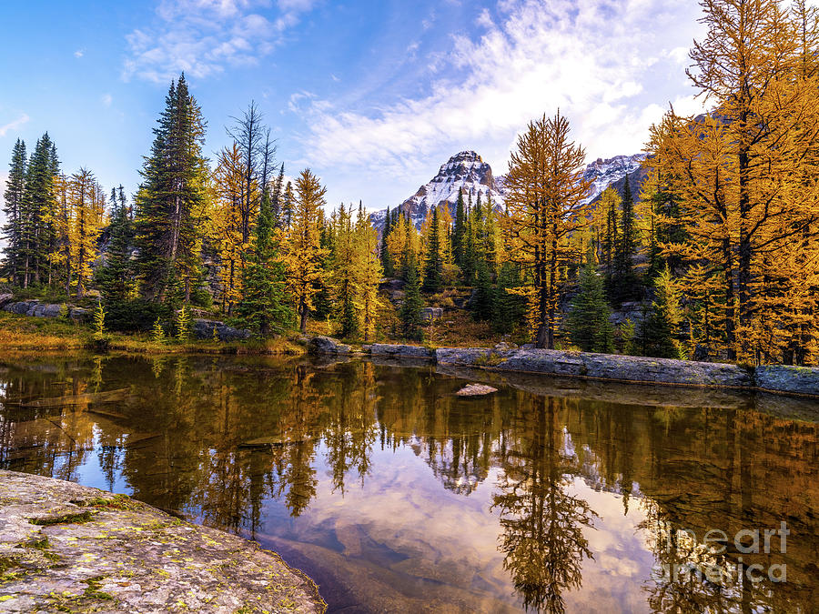 Canadian Rockies Mount Huber And Larches Photograph
