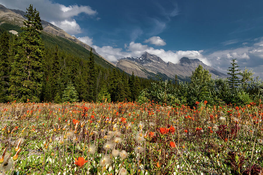 Canadian Rocky Mountain Indian Paintbrush Photograph by Norma Brandsberg