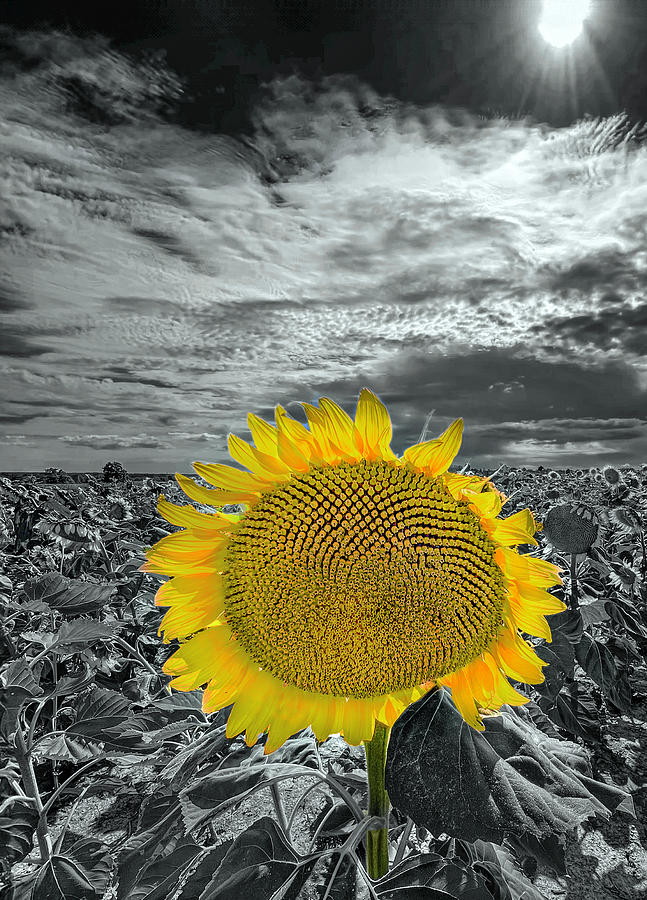 Canadian Sunflower Photograph by Matthew Bamberg