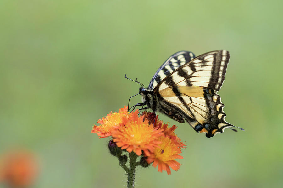 Canadian tiger swallowtail Photograph by Mircea Costina Photography