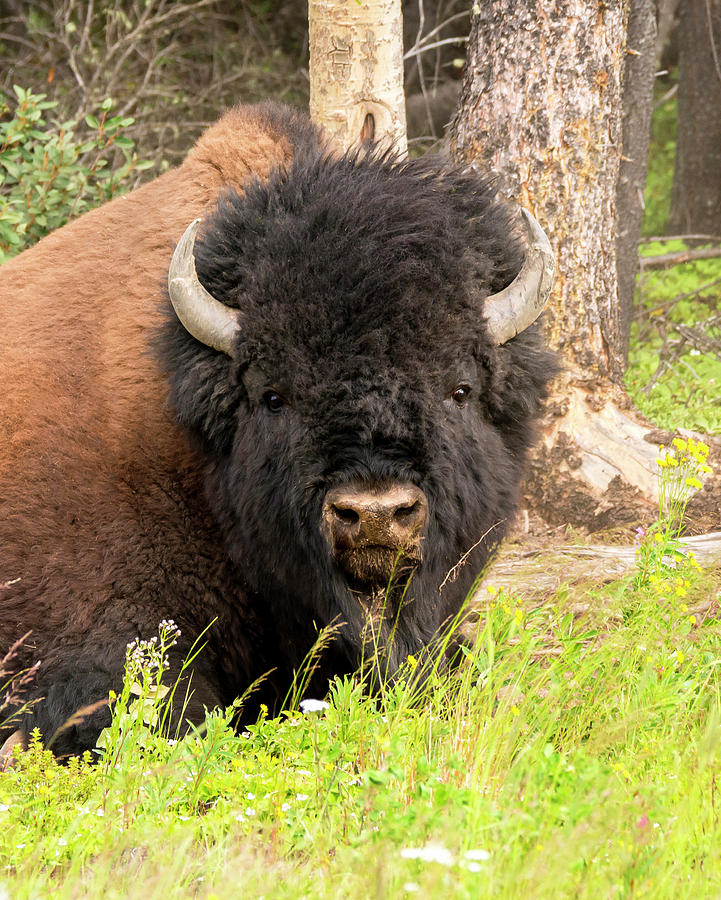 Canadian Wood Bison Photograph by Robert Libby