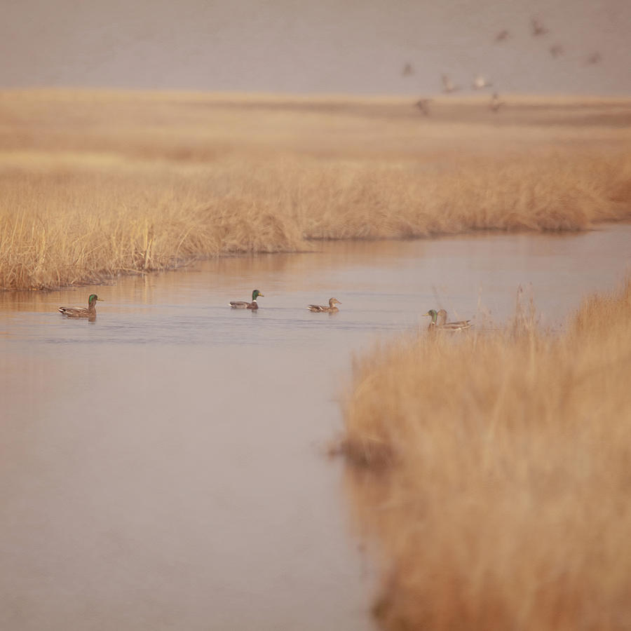 Canal Ducks Photograph by Roberta Murray