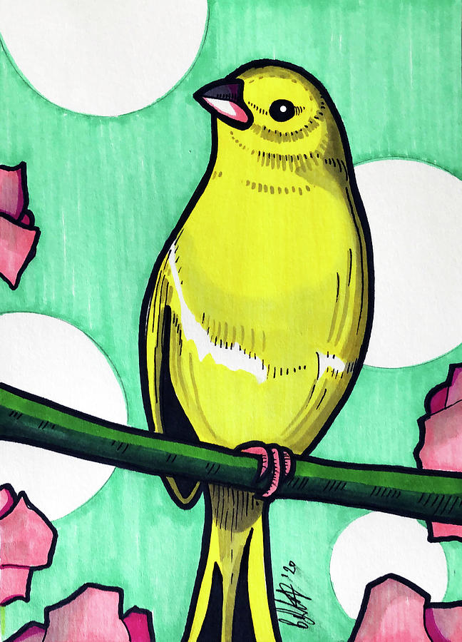 Canary Drawing by Creative Spirit