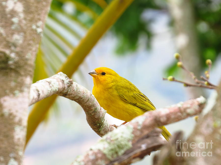 Canary  Photograph by Cybele Chaves