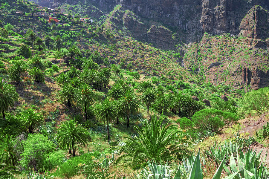 Canary date palms in Masca Photograph by Sun Travels