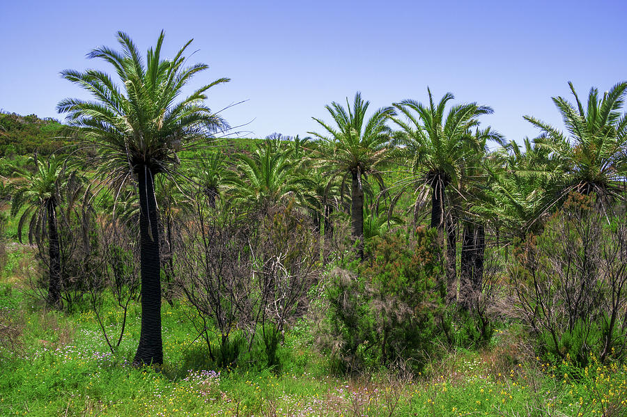 Canary date palms on La Gomera Photograph by Sun Travels