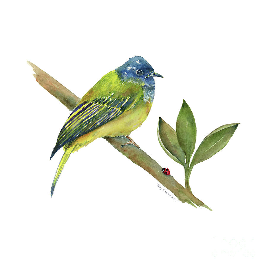 Canary Flycatcher - Bird Painting by Amy Kirkpatrick
