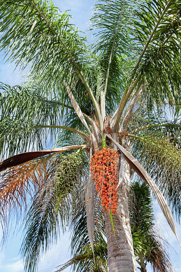 Canary Island Palm Tree Photograph by Christina Carlson