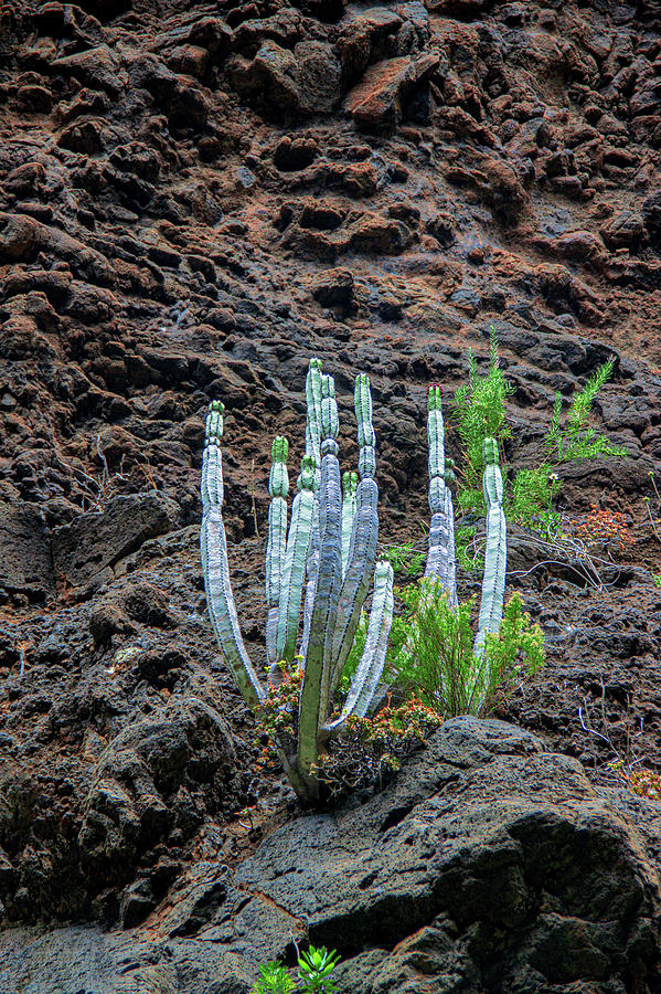 Canary Island spurge Photograph by Sun Travels