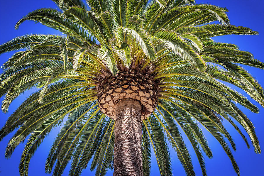 Canary Palm Photograph by Beth Taylor - Fine Art America