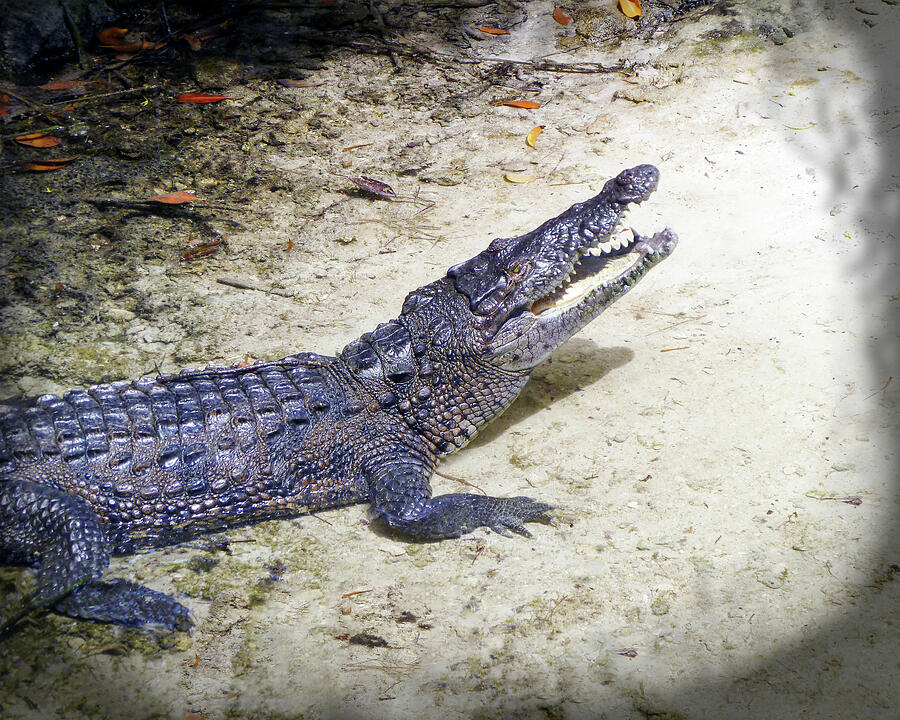 Crocodile Photograph - Cancun Crocodile by William Havle