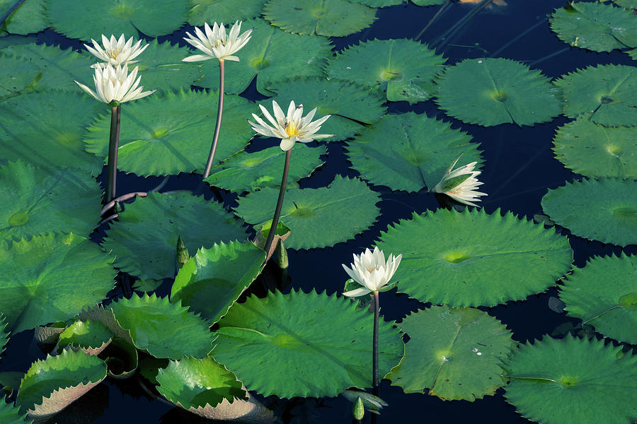 Cancun Water Lilies Photograph by John Daly
