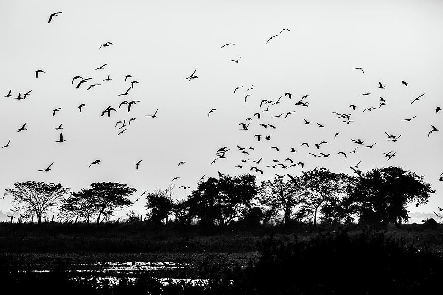 Candaba Bird Sanctuary Photograph by Arj Munoz