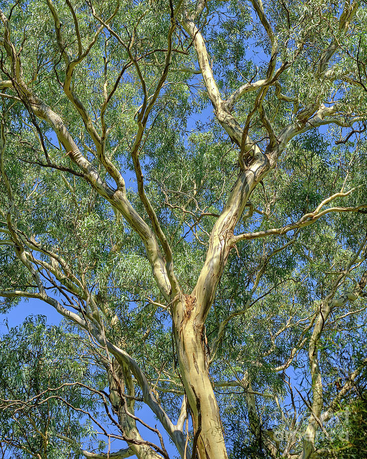 Tree Photograph - Candelbark Heights by Neil Maclachlan