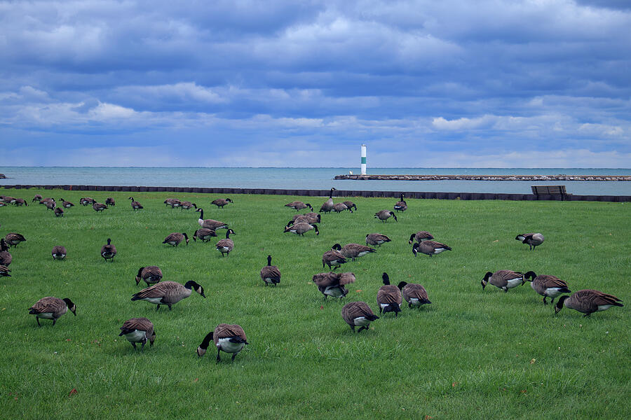 Geese Photograph - Candian Geese Grazing Along Lake Michigan Wisconsin by Brigitte Thompson