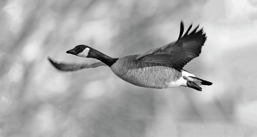Candian Goose flying Photograph by Gary Langley