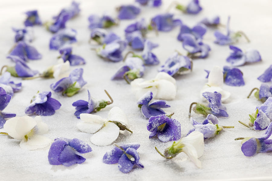 Nature Photograph - Candied violets by Elena Elisseeva