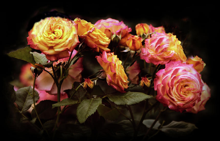 Rose Photograph - Candlelight Rose  by Jessica Jenney