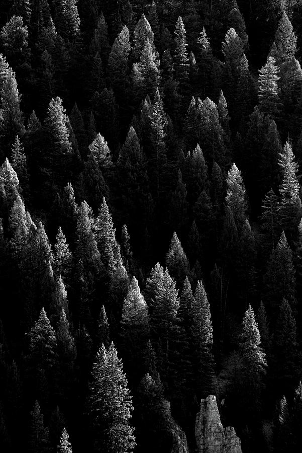 Candles of Trees Photograph by David Andersen - Fine Art America