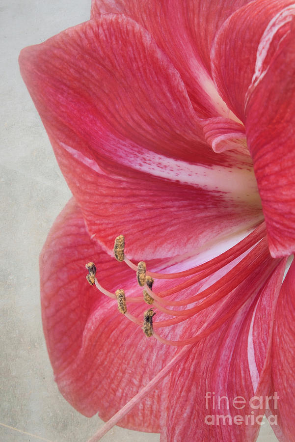 Candy Cane Amaryllis Photograph by Amy Dundon